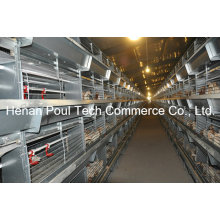 High Quality Automatic Pullet Chicken Cage System (H type)